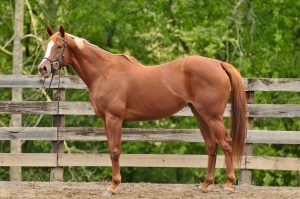 Mare for Sale