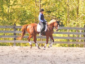horse cantering