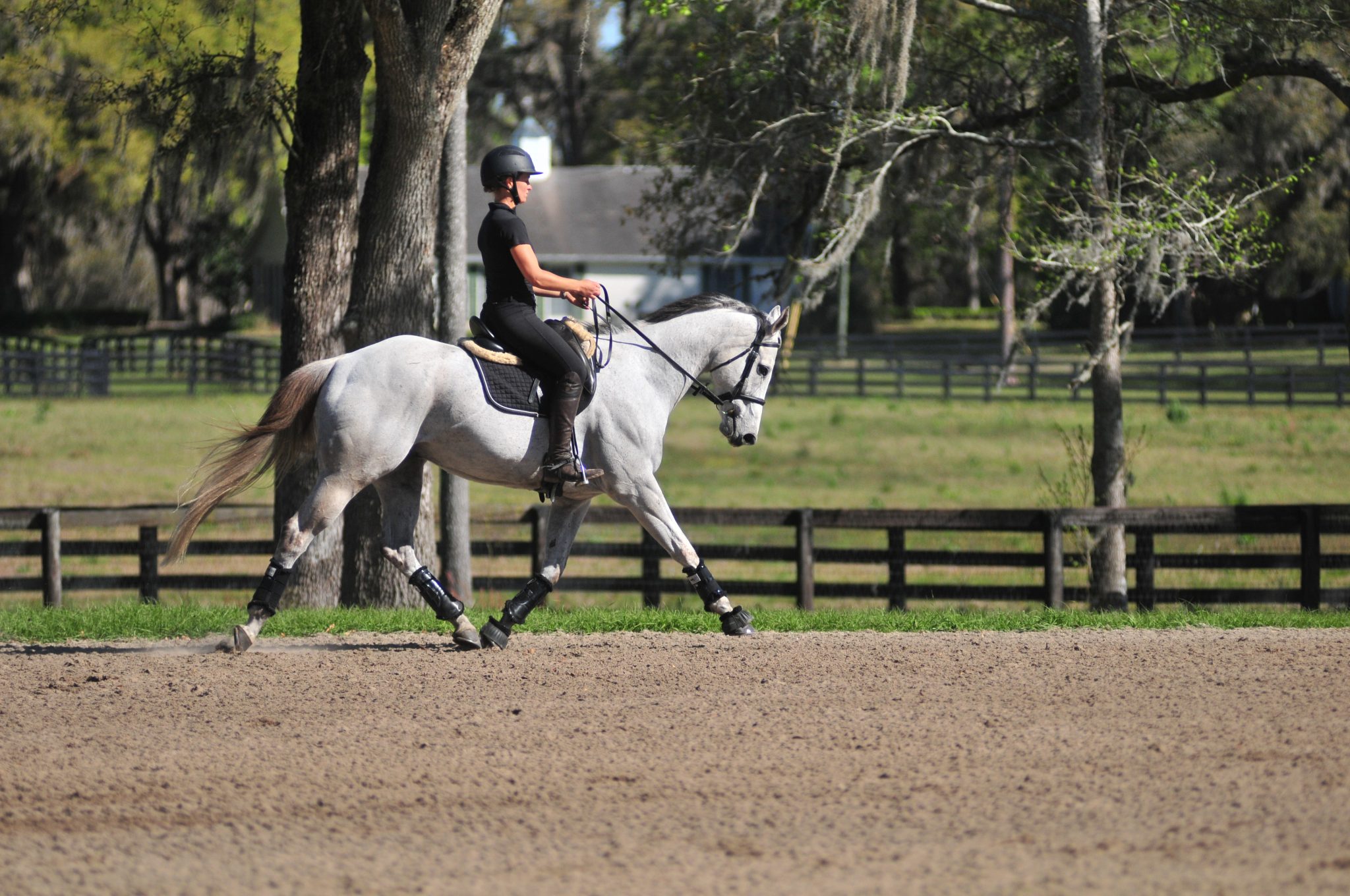 Event Horse For Sale Novice Packer Thoroughbred For Sale