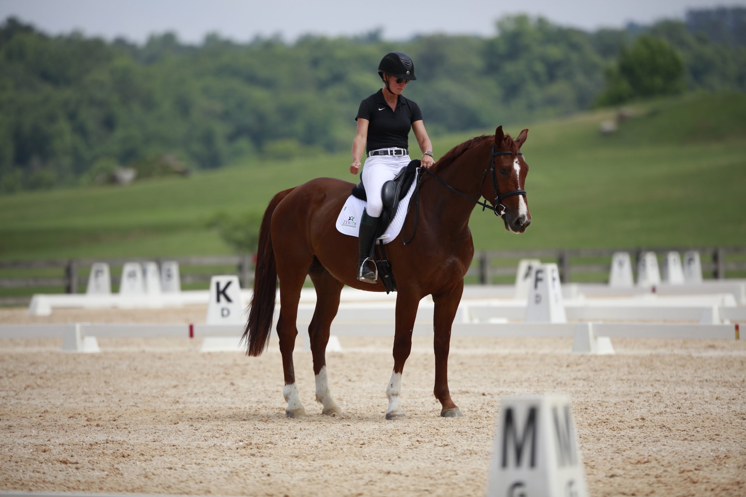 Zenith Denali – Denali – 2017 Westphalian – 16.3hh Gelding